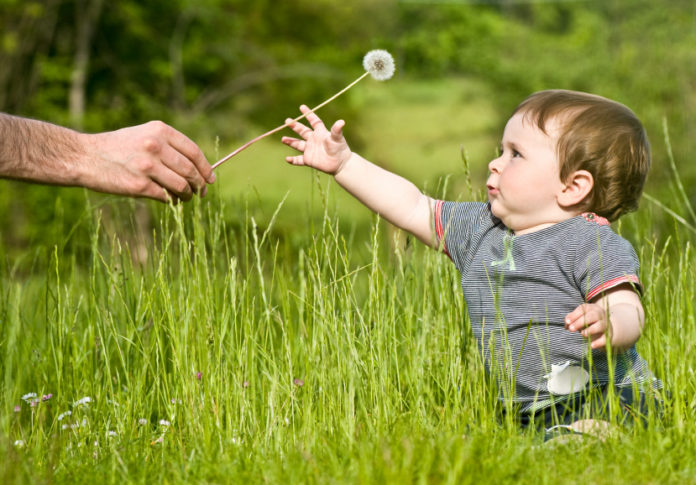 cute little child take dandelion from adult in summer outdoor